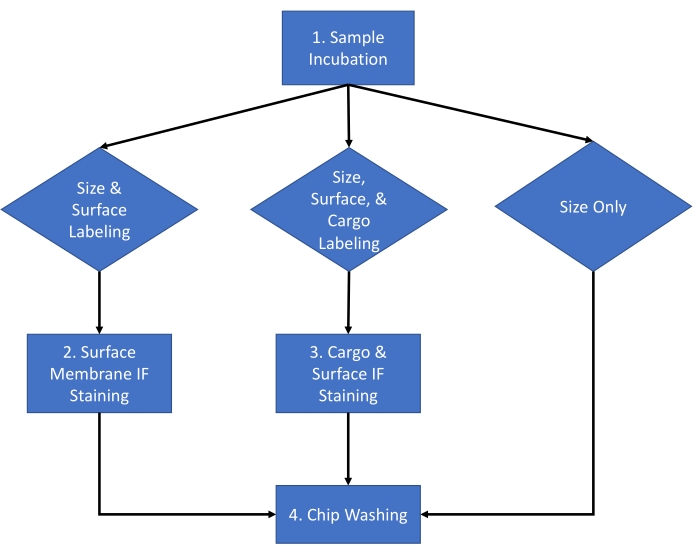 Flowchart of sample incubation process with labeling and staining steps for chip washing.