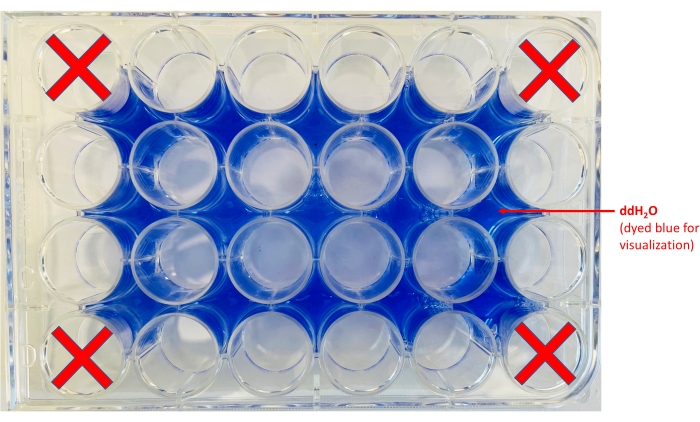 Microbiology static liquid culture setup in a 24-well plate, ddH2O dyed blue for visualization.