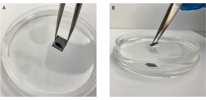 Petri dish with tweezers holding a small sample, material analysis setup.