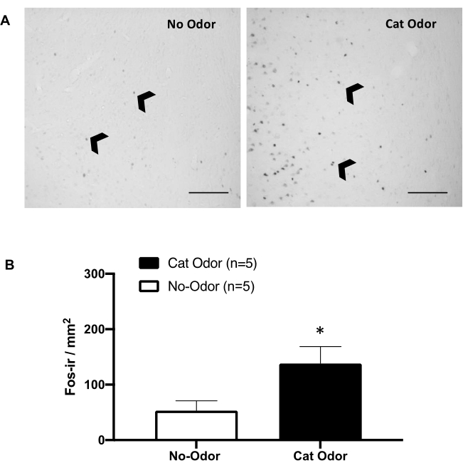 Microscopy image and bar graph of Fos-ir density in response to no odor and cat odor.