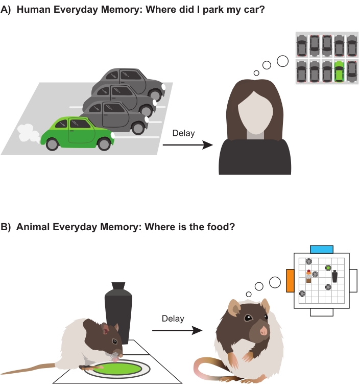 figure-introduction-1 Human and animal memory comparison diagram; parking and food location, delay effect study.