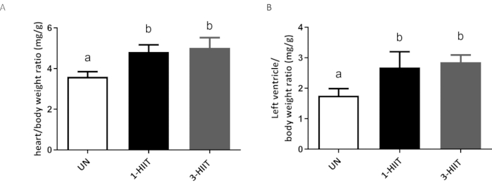 figure-results-4 heart/body weight ratio, left ventricle/body weight ratio bar charts; exercise impact analysis