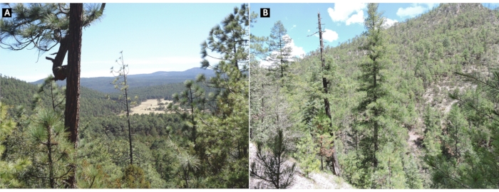 figure-protocol-1 Forest landscape comparison; pine density and vegetation analysis in different climates.