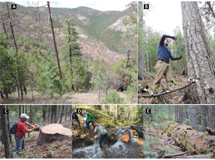figure-protocol-2 Forest ecology fieldwork, tree sampling, stream flow measurements, chainsaw tree felling, ecosystem study.