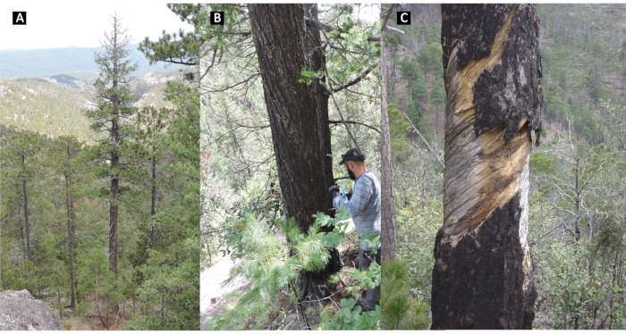 figure-protocol-3 Forest health assessment; tree coring method; ecological study; data collection; biodiversity analysis.