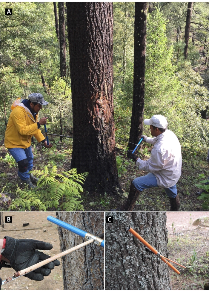 figure-protocol-4 Tree core sampling process, increment borer method, forest research diagram, dendrochronology study.