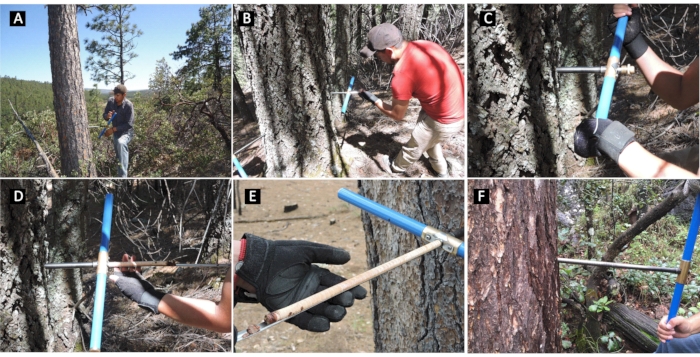 figure-protocol-5 Tree core sampling process using increment borer in forest, detailed step-through guide and technique.