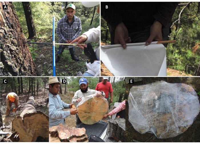 figure-protocol-6 Tree ring sampling process; core extraction, cross-section preparation, and preservation methods.