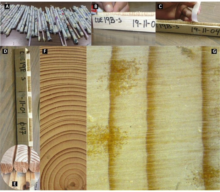 figure-protocol-7 Wood core sampling process, scale measurement, and growth ring analysis in dendrochronology study.