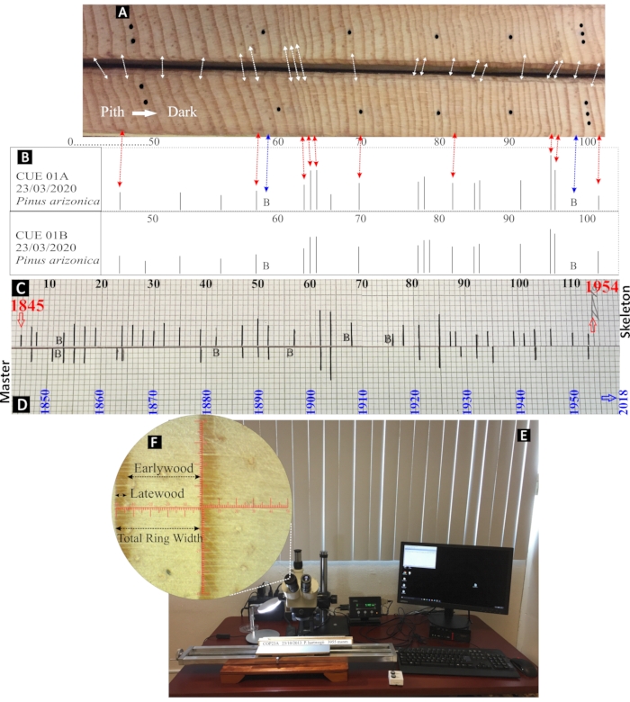 figure-protocol-8 Tree ring analysis diagram with growth timeline and microscope setup for dendrochronology studies.