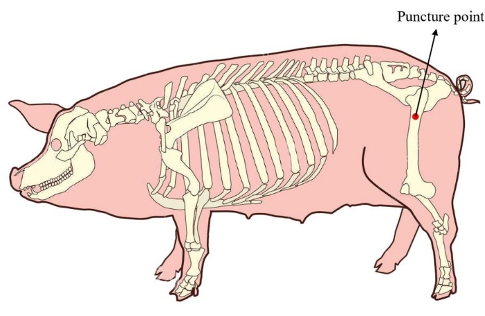 figure-results-1 Pig anatomy diagram; skeletal structure with marked puncture point for biological study.