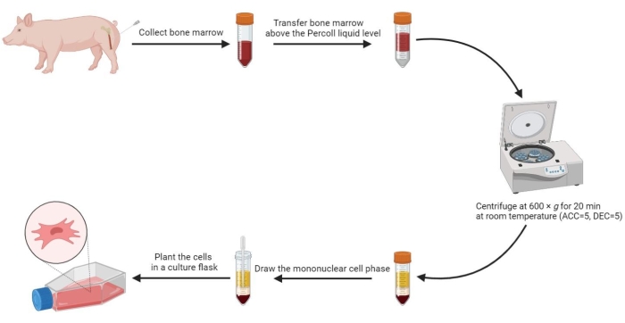 figure-results-2 Bone marrow extraction and centrifugation diagram for isolating mononuclear cells in culture flask.