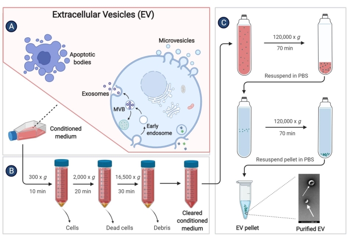 figure-results-3 Extracellular vesicles isolation diagram; centrifugation process for EV purification from conditioned medium.