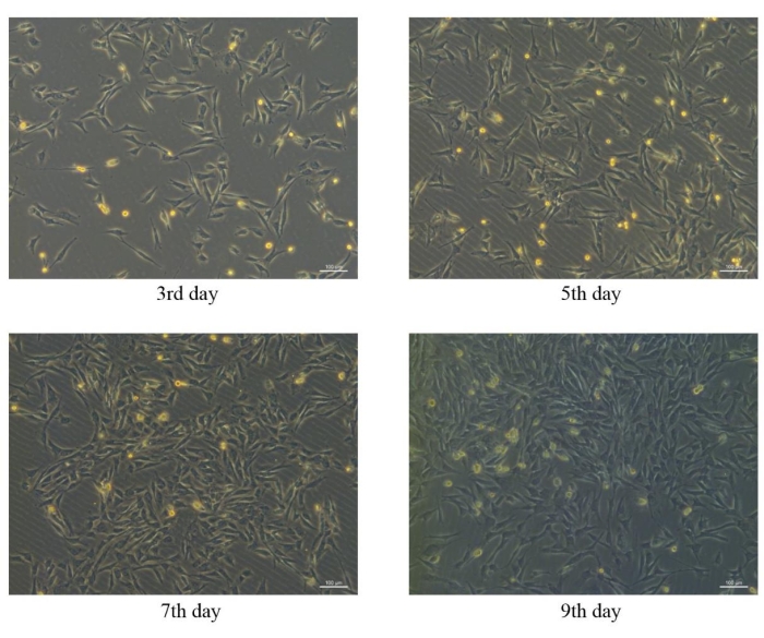figure-results-4 Cell culture growth over time; microscopy images at 3rd, 5th, 7th, and 9th day; research analysis.
