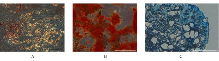 figure-results-5 Microscope images of cell cultures in different staining protocols for cellular analysis.