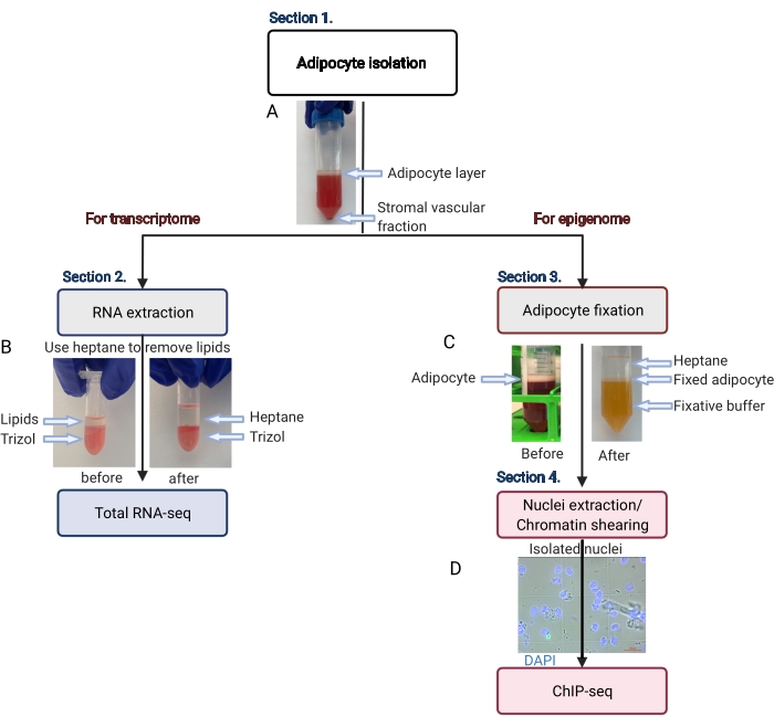 figure-results-2 Adipocyte isolation flowchart for RNA extraction, fixation, chromatin shearing, and ChIP-seq analysis.