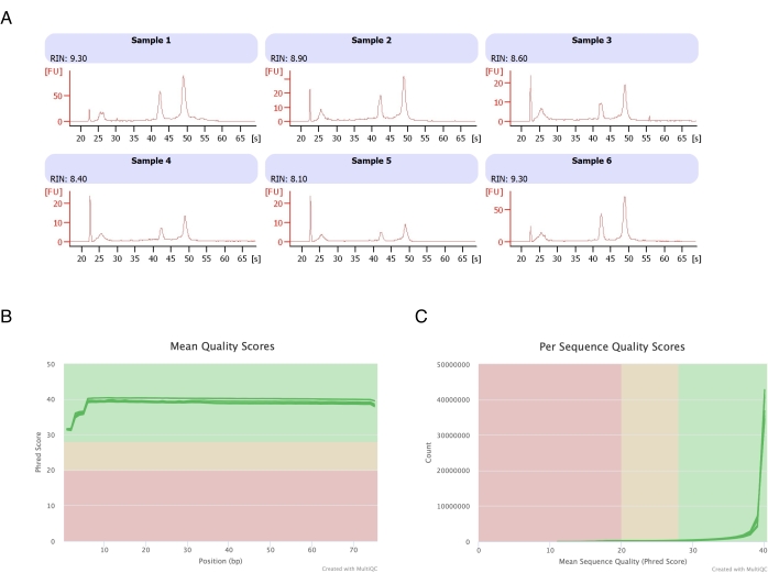 figure-results-3 Electropherogram results and quality score charts showing RNA integrity and sequencing quality.