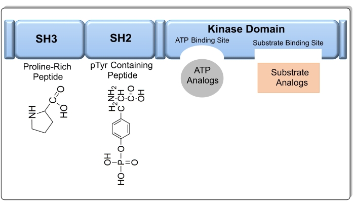 figure-introduction-1 Protein domain diagram, peptide interaction with SH3, SH2, kinase domain; ATP, substrate analysis.