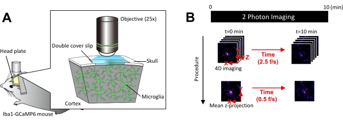 Two-photon imaging diagram showing microglia visualization in cortex via 4D imaging and mean z-projection.