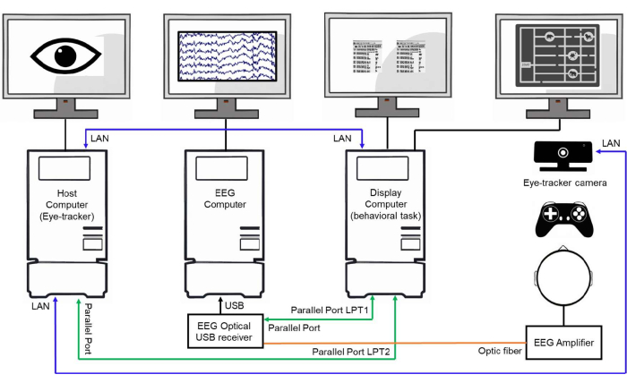 Eye-tracking-EEG-setup diagram; brain activity measurement, behavioral task analysis.