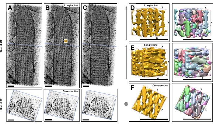 figure-results-1 Cryo-EM structural analysis diagram of biological specimen, showing longitudinal and cross-section views.