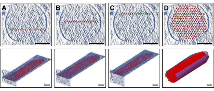figure-results-2 Collagen fiber arrangement, microscopy images, 3D diagram; structural organization analysis.