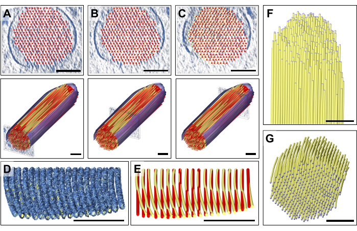 figure-results-3 Cell microtubule arrangement; diagram of cellular structure; visualization of protein alignment.
