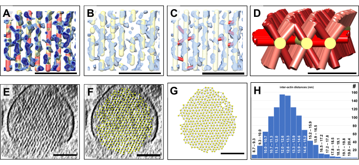 figure-results-4 Crystal structure analysis, comparative diagrams and microscopy, inter-rod distance histogram analysis.