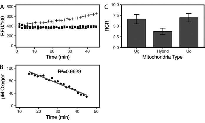 Mitochondrial respiration analysis; graph; RFU vs. time, oxygen consumption, RCR bar chart.