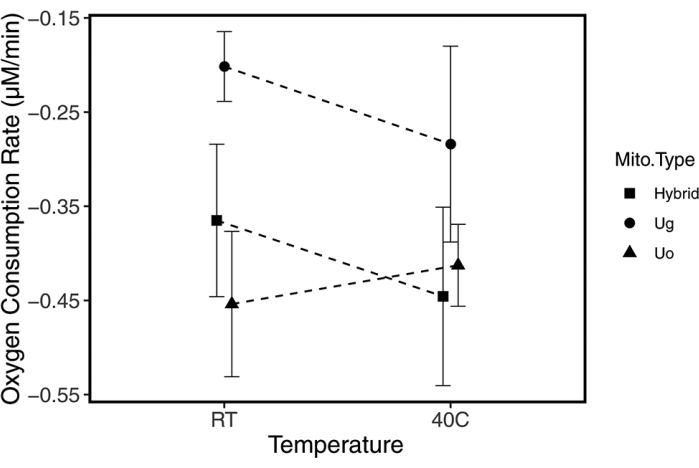 Oxygen consumption vs. temperature graph; mitochondrial types: Hybrid, Ug, Uo; biological study.