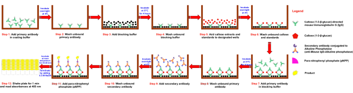 ELISA process diagram, step-by-step antibody-antigen interaction with colorimetric detection.