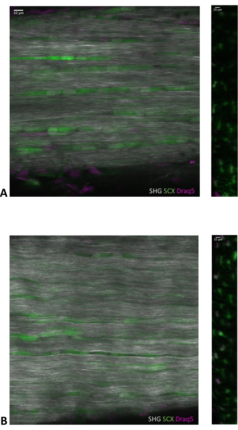 Second harmonic generation (SHG) imaging showing SCX and Draq5 labeling in tissue sections.