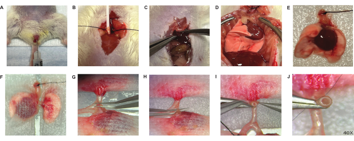 figure-results-2 Surgical procedure sequence, animal model, dissection, organ extraction, scientific experiment.