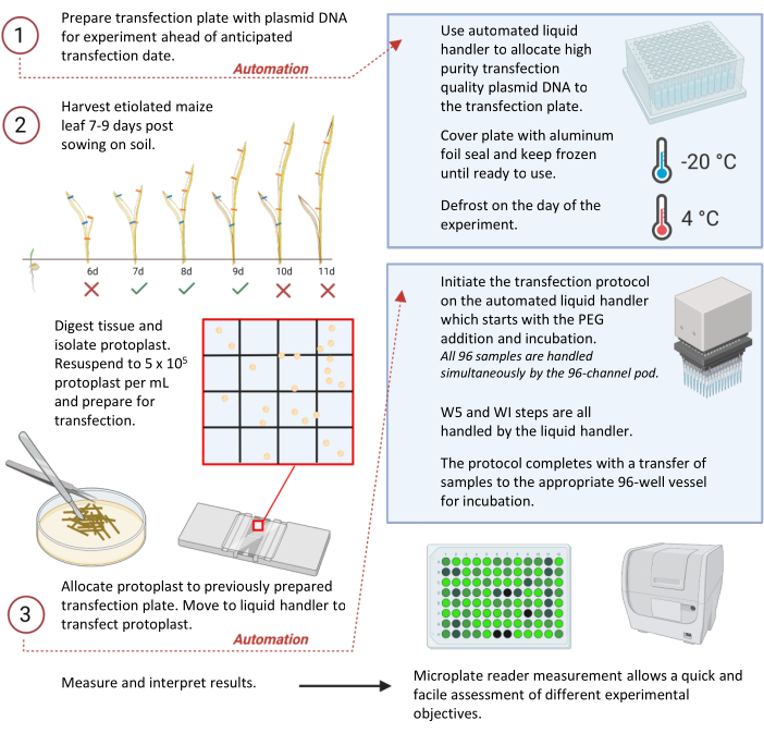 figure-results-1 Transfection process diagram: maize protoplasts, automated liquid handler, 96-well plate incubation.