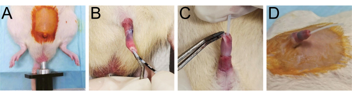 Rat catheterization procedure steps, surgical technique, detailed setup, experimental study.