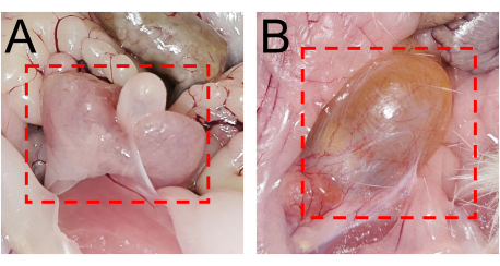Dissection comparison diagram highlighting internal organ differences in two specimens (A and B).