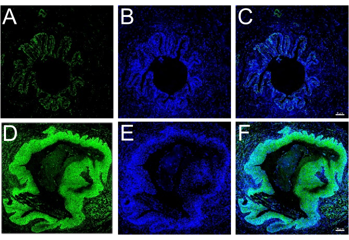 Fluorescence microscopy, colonic tissue, green and blue stained, cellular structure visualization, diagram.