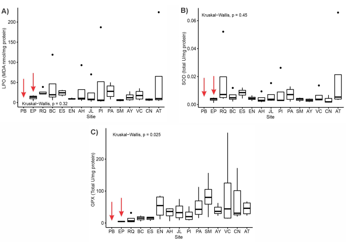 figure-results-2 Lung protein sites; Kruskal-Wallis test p-values: lipid oxidation, SOD, GPX; box plots.