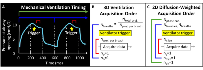 Mechanical ventilation timing diagram with 3D and 2D acquisition order for data during respiration.