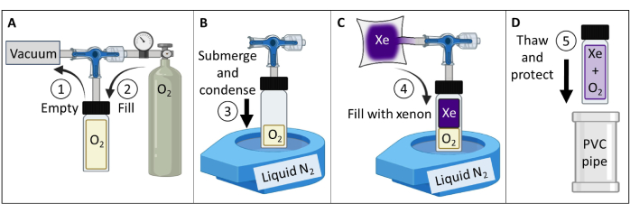 Static equilibrium with gas chromatography; diagram of steps for Xe and O2 liquefaction using vacuum.