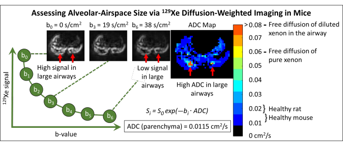 figure-results-3 Alveolar-airspace size via 129Xe diffusion imaging; ADC map; signal vs. b-value; xenon diffusion.