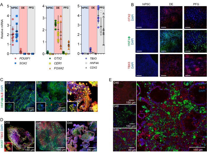 figure-results-2 Gene expression analysis, hiPSC to PFG differentiation; mRNA graphs, immunofluorescence microscopy.