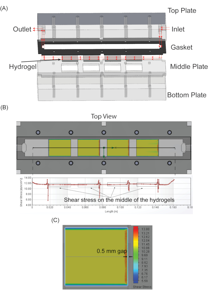 Hydrogel flow chamber diagram with shear stress results.