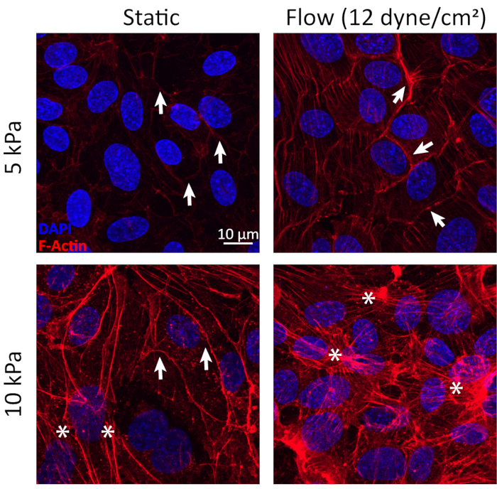 Cell morphology under static vs flow conditions; DAPI stained nuclei, F-actin fibers; microscopy analysis.