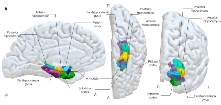 figure-introduction-1 Human brain diagram highlighting hippocampus, amygdala, and cortex regions in side and top views.