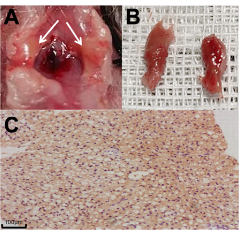 tissue dissection and histology; experimental setup, liver tissue analysis, cell morphology