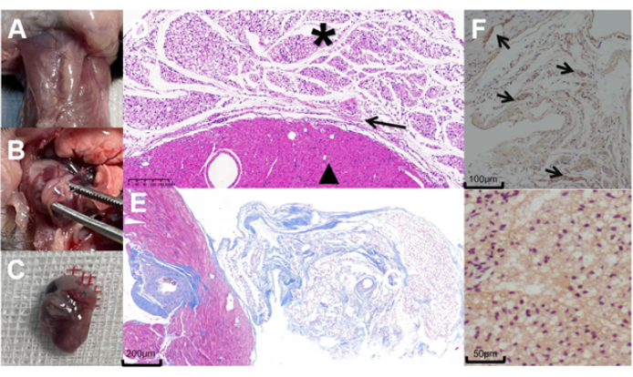 Histological analysis; microscope images with tissue sections; cellular structure examination.