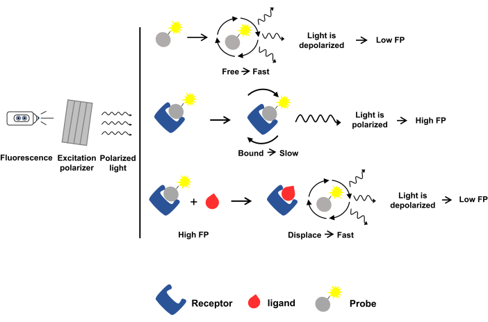 figure-results-1 Fluorescence polarization diagram; receptor-ligand binding; excitation with polarized light; FP change.