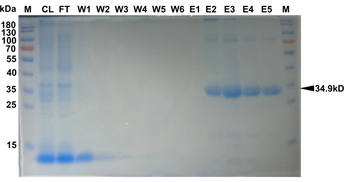 figure-results-2 SDS-PAGE gel electrophoresis result showing protein bands; molecular weight at 34.9 kDa highlighted.