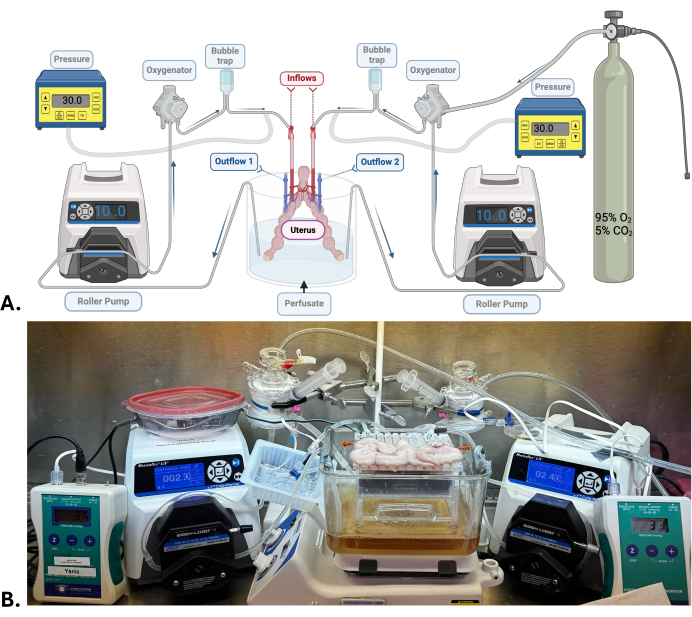 figure-results-1 Uterine perfusion setup diagram and experiment; roller pumps, oxygenator, inflows/outflows labeled.